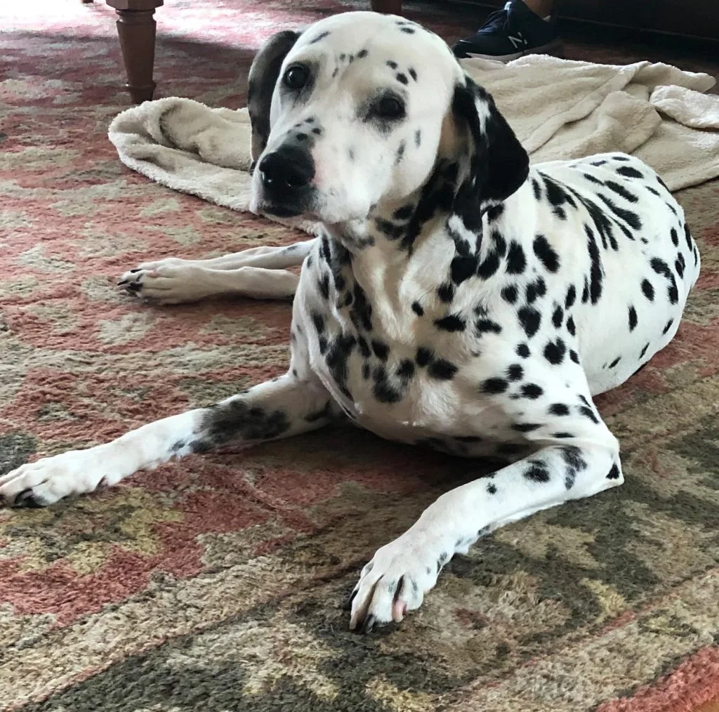Portrait of Mary Jane, a Dalmatian on a rug