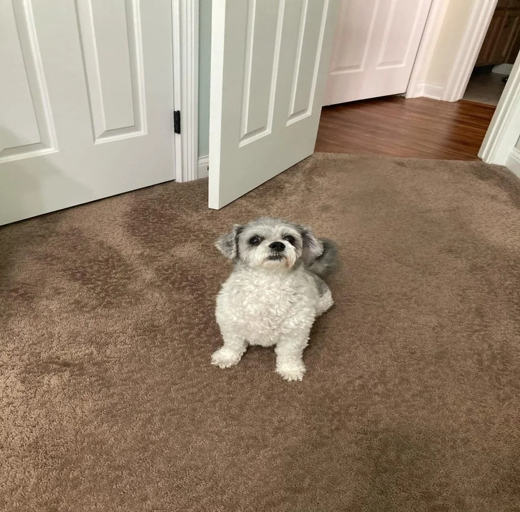 Small gray and white dog sitting on brown carpet in a hallway, looking up at the camera.